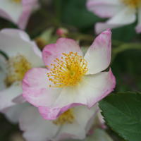Ramblerrose ‘Francis E. Lester’