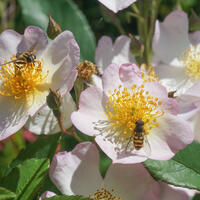 Ramblerrose 'Francis E. Lester'