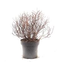 Berberis thunbergii 'Golden Nugget'�