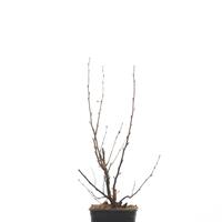 Blutjohannisbeere 'RedHope'�