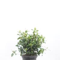 Viburnum tinus
