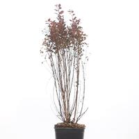Physocarpus opulifolius 'Magical Sweet Cherry Tea'