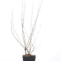 Viburnum plicatum 'Mariesii Great Star'