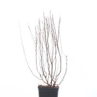 Blasenspiere 'Nugget'