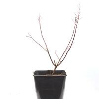 Lagerstroemia 'With Love Babe'