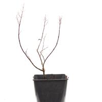 Lagerstroemia 'With Love Kiss'