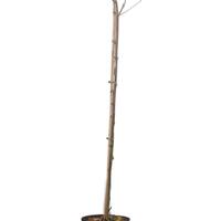 Taschentuchbaum - Hochstamm