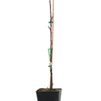 Apfel Paradis� Fata M.