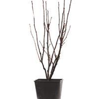 Johannisbeere Ribest� Blanchette�