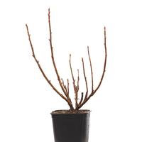 Lowberry� Little Black Sugar