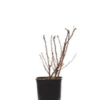 Stachelbeere Crispa� Darling�