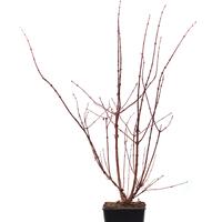 Honigbeere, Erstbeere� 'Blue Pagoda'