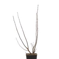 Aronia 'Viking'