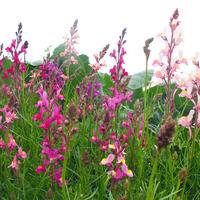 Einjhrige halbhohe und hohe Rabatten- und Schnittblumen