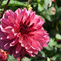 Dahlie ‘Baccardi’