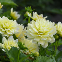 Dahlie ‘Berliner Lemon’