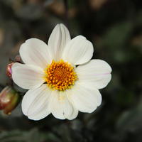 Dahlie ‘Bishop of Dover’
