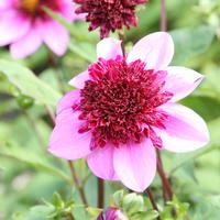 Dahlie ‘Blue Bayou’