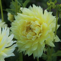 Dahlie ‘Canary Fubuki’