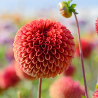 Dahlie ‘Copperboy’