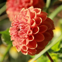 Dahlie ‘Cornel Brons’