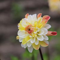 Dahlie ‘Double Jill’