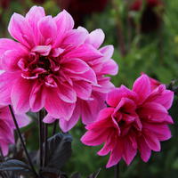 Dahlie ‘Fascination’