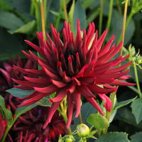 Dahlie 'Bishop of Oxford' 