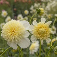 Dahlia 'Platinum Blonde’