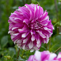 Dahlie ‘Radegast’