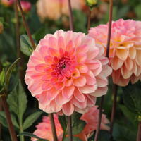Dahlie ‘Sebastian’