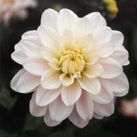 Dahlie ‘Silver Years’