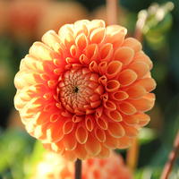Dahlie 'Sylvia’