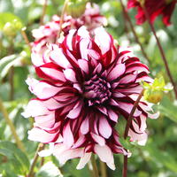 Dahlie ‘Tartan’