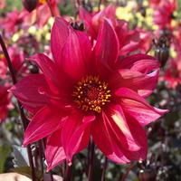 Dahlie 'Waltzing Mathilda’
