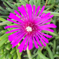 Delosperma - Mittagsblume
