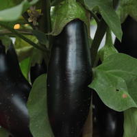 Aubergine 'Diamond'