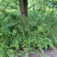 Schellenbaum-Farn 'Linearis Polydactylon'