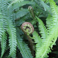 Wurmfarn