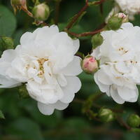 Bodendeckerrose Roseasy ‘Duvet Blanc’