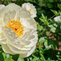 Pfingstrose (Paeonia) 'Early Sensation'