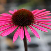 Sonnenhut (Echinacea purpurea) 'Pica Bella'