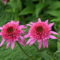 Sonnenhut (Echinacea purpurea) 'Pink Double Delight'