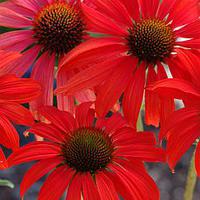 Sonnenhut (Echinacea purpurea) 'Tomato Soup'