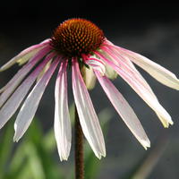 Echinacea purpurea 'Pretty Parasol'