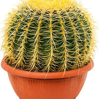 Echinocactus grusonii