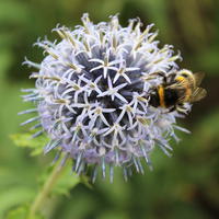 Balkan-Garten-Kugeldistel