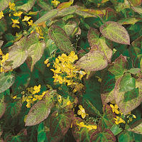 Epimedium pinnatum ssp. colchicum