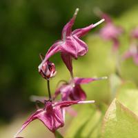 Epimedium grandiflorum 'Rubinkrone'