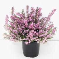 Winterblhende Heide (Erica darleyensis) 'Darley Dale’